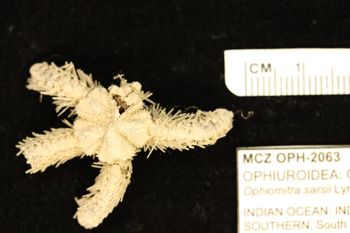 Media type: image;   Invertebrate Zoology OPH-2063